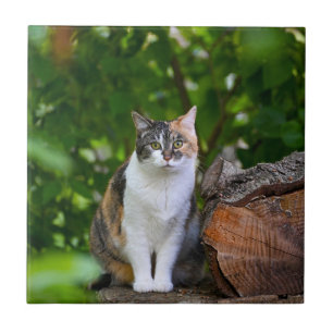 Carreau Le chat