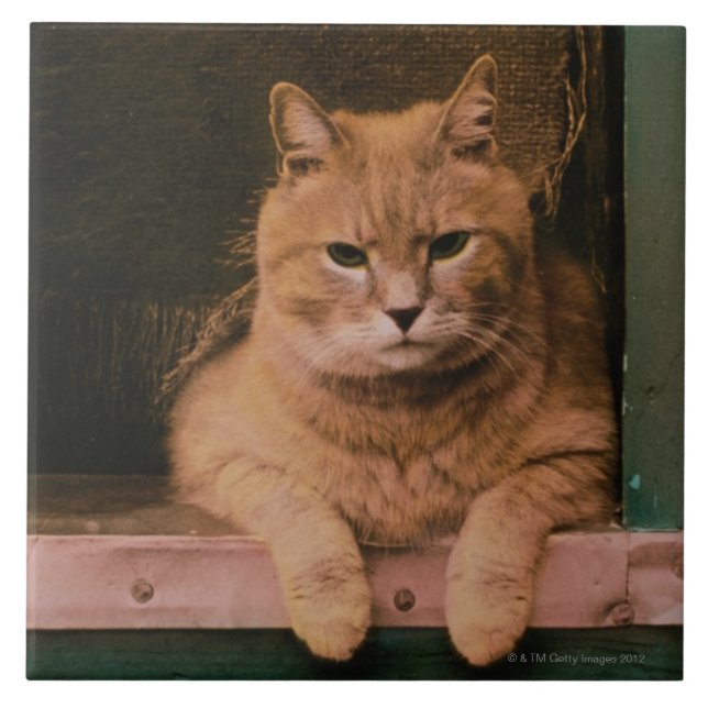 Carreau Le chat se penche sur le rebord de fenêtre (Devant)