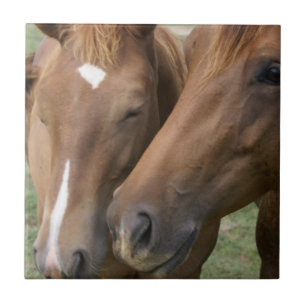 Carreau Le cheval poussent du nez la tuile
