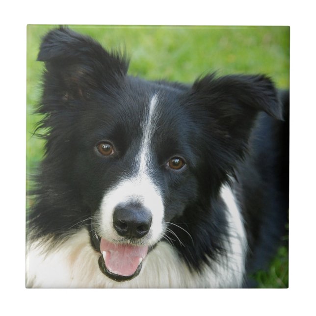 Carreau Le chien de border collie ajoutent l'animal (Devant)