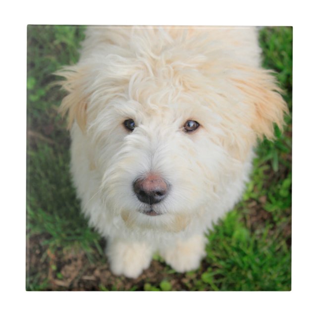 Carreau Le Chiot De Goldendoodle En Regardant La Caméra (Devant)