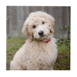 Carreau Le Chiot De Goldendoodle S'Assis Dans L'Herbe