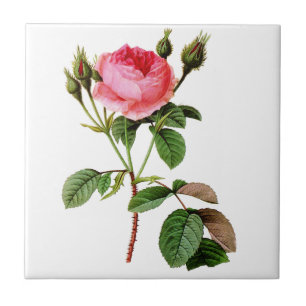 Carreau Le chou rose s'est levé par Pierre Joseph Redoute