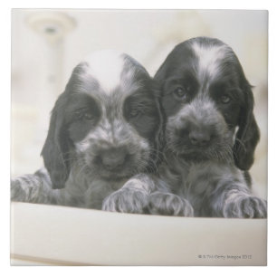 Carreau Le cocker anglais est une race de chien. Il