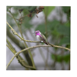 Carreau Le colibri de la côte