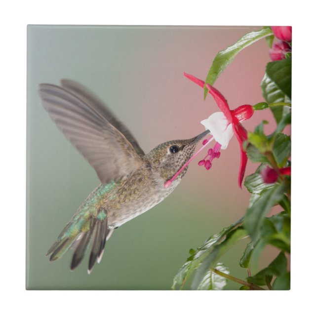 Carreau Le colibri et le Fuschia d'Anna (Devant)