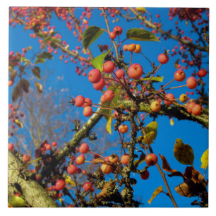 Carreau Le crabe s'applique contre une vignette en cérami