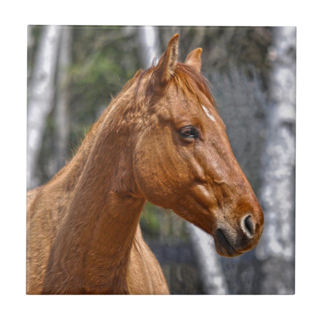 Carreau Le design animal équin de l'amateur de chevaux (Devant)
