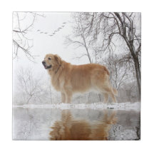 Le golden retriever majestueux