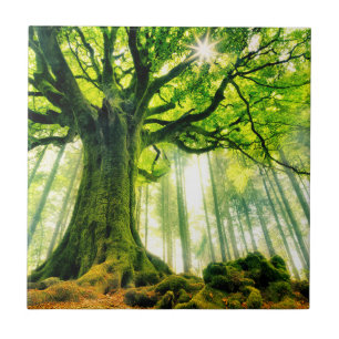 Carreau Le hêtre de Ponthus