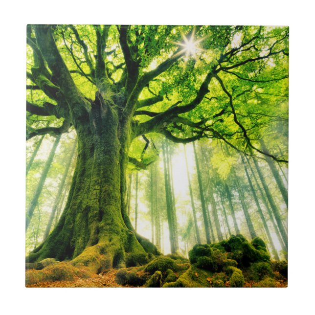 Carreau Le hêtre de Ponthus (Devant)