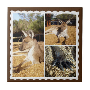Carreau Le Kangaroo Picture Collage, Carrelage en céramiqu