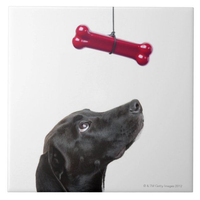 Carreau Le laboratoire noir a mélangé le chien à l'os de (Devant)