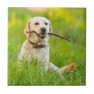 Carreau Le Labrador Jaune se rapproche avec un bâton