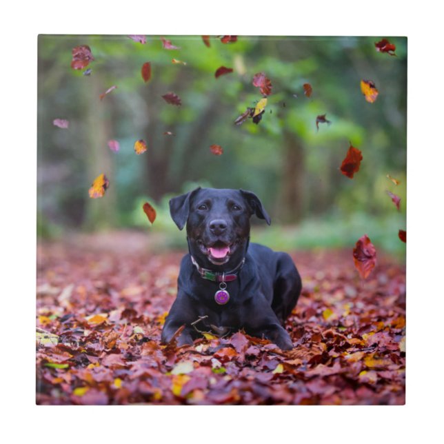Carreau Le Labrador Noir Dans Les Feuilles D'Automne (Devant)