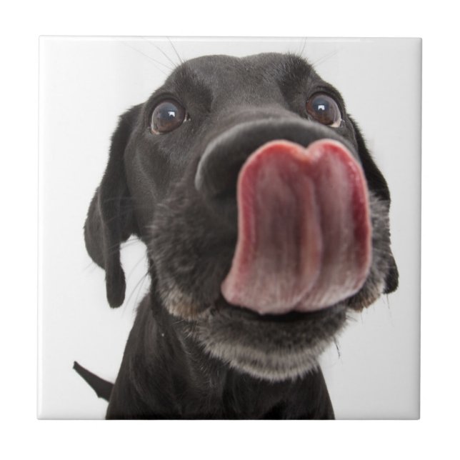 Carreau Le Labrador Noir se lâche le nez (Devant)