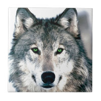 Le loup observe le poster de animal sauvage de
