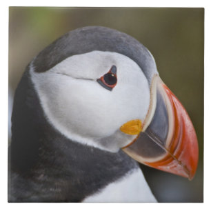 Carreau Le Macareux atlantique, un oiseau de mer pélagique