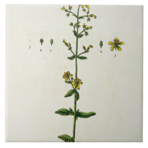 Carreau Le moût de St John, plaquent 15 "d'un de fines