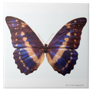 Carreau Le papillon avec des ailes a écarté 3