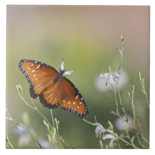 Carreau Le papillon de la reine à la lumière du matin