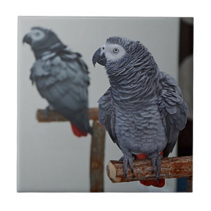 Carreau Le perroquet gris du Congo en miroir