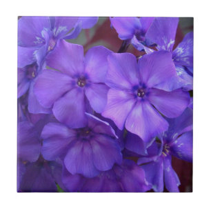 Carreau Le Phlox bleu fleurit la tuile