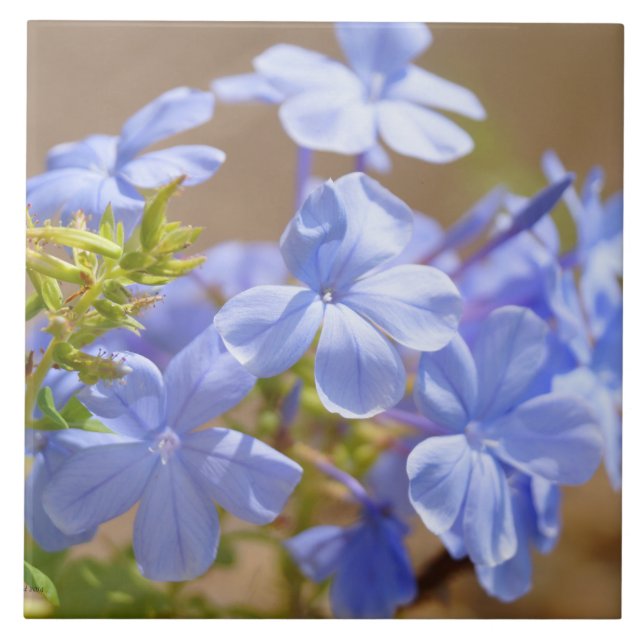 Carreau Le plumbago bleu fleurit la tuile (Devant)