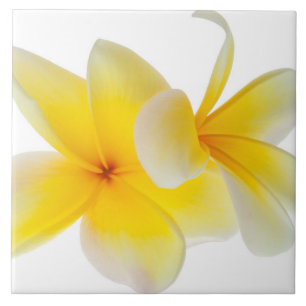Carreau Le Plumeria fleurit le Frangipani jaune blanc