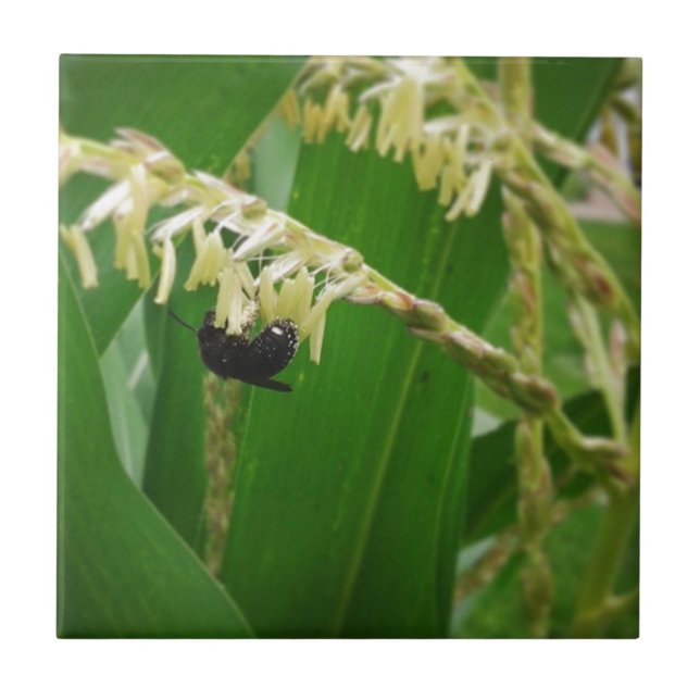 Carreau Le pollen de maïs est délicieux pour les abeilles  (Devant)