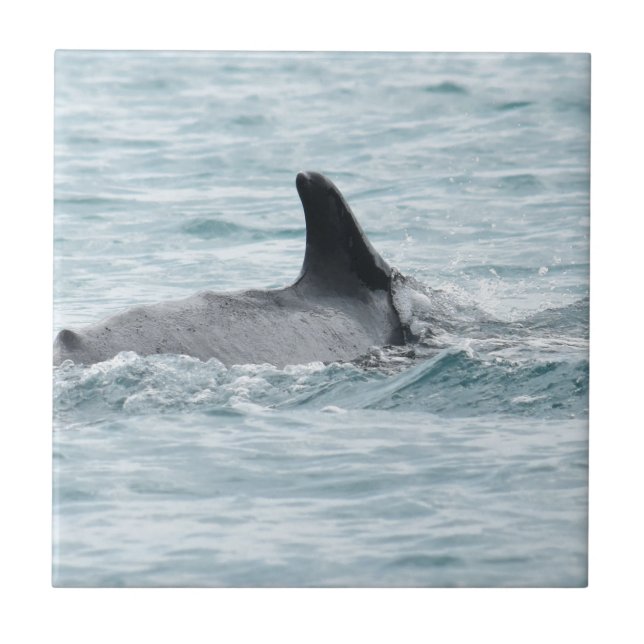 CARREAU LE QUEENSLAND AUSTRALIE DE LA BALEINE DE BOSSE (Devant)