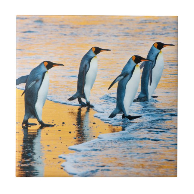 Carreau Le Roi pingouins au lever de soleil - tuile (Devant)