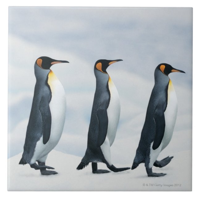 Carreau Le Roi pingouins marchant dans le fichier unique (Devant)