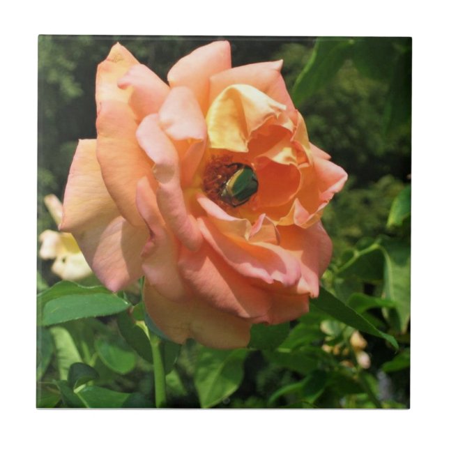 Carreau Le scarabée sur un Rose (Devant)