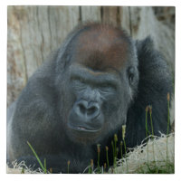 Le temps froid de Gorilla Lope
