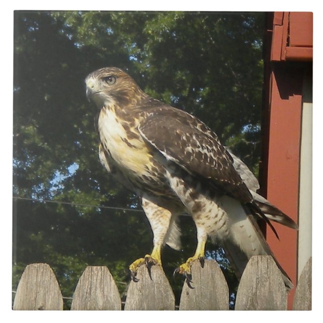 Carreau Le Trivet De Carrelage Hawk (Devant)
