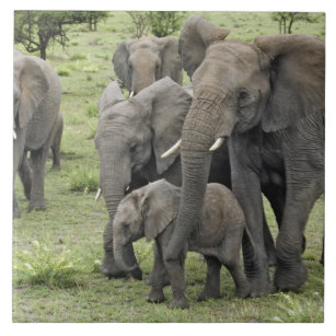 Carreau Le troupeau d'éléphants africains, Loxodonta afric