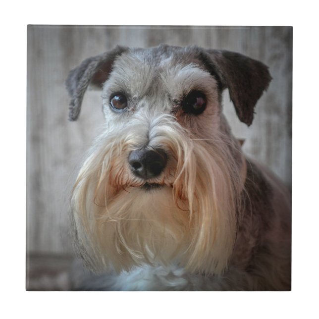 Carreau Le visage de Schnauzer Dog (Devant)