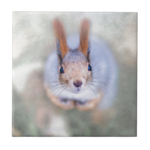 Carreau L'écureuil vous regarde du bas vers le haut