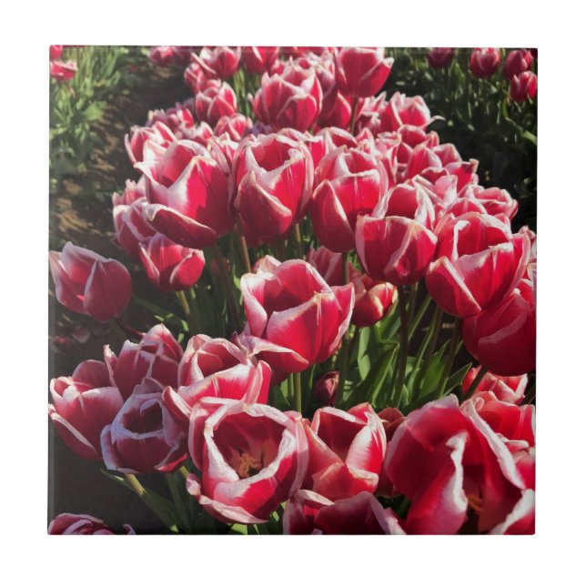 Carreau Leen Van Der Mark Tulips, Oregon (Devant)