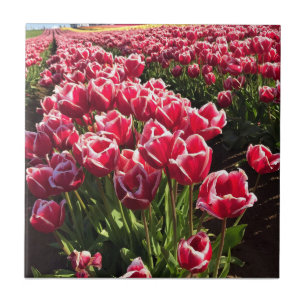 Carreau Leen Van Der Mark Tulips, Oregon