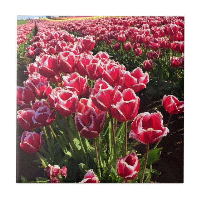 Carreau Leen Van Der Mark Tulips, Oregon (Devant)