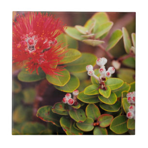 Carreau Lehua Fleurit Dans Les Volcans D'Hawaii