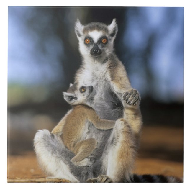 Carreau Lémur à queue annelée, (Lemur catta), Mère et (Devant)
