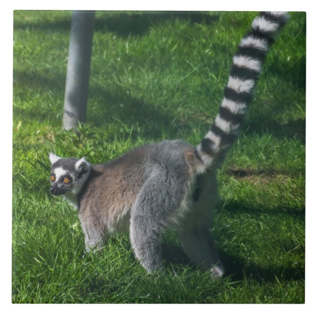 Carreau Lémur en céramique (Devant)