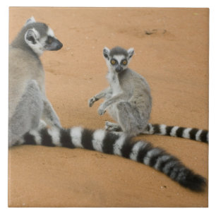 Carreau Lémurs à queue annelée, (Lemur catta), Berenty