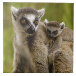 Carreau Lémurs à queue annelée (Lemur catta) Mère et bébé.