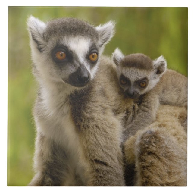 Carreau Lémurs à queue annelée (Lemur catta) Mère et bébé. (Devant)