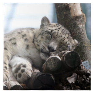 Carreau Leopard 002