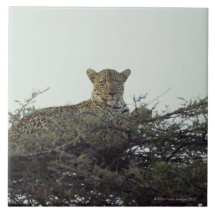 Carreau Léopard africain